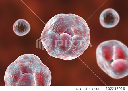 Prototheca wickerhamii algae, 3D illustration. Causes infection in human protothecosis seen as skin lesions 102232918