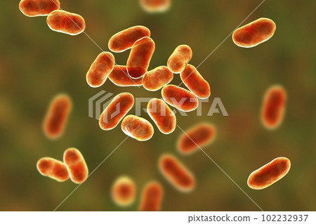 Prevotella bacteria, 3D illustration. Gram-negative anaerobic bacteria, cause anaerobic infections of respiratory tract and other location Prevotella bacteria, 3D illustration. Gram-negative anaerobic bacteria, cause anaerobic infections of respiratory tract and other location 102232937