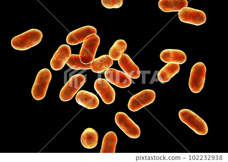 Prevotella bacteria, 3D illustration. Gram-negative anaerobic bacteria, cause anaerobic infections of respiratory tract and other location Prevotella bacteria, 3D illustration. Gram-negative anaerobic bacteria, cause anaerobic infections of respiratory tract and other location 102232938