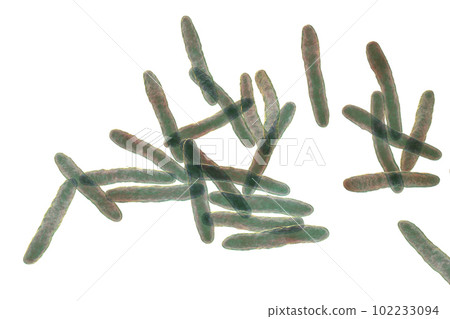 Mycobacterium ulcerans, the causative agent of Buruli ulcer, 3D illustration 102233094