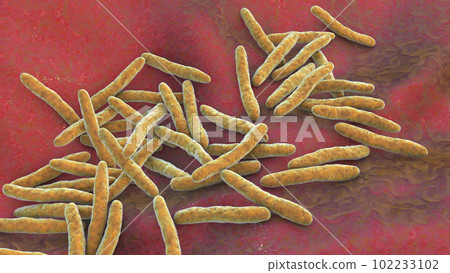 Mycobacterium ulcerans, the causative agent of Buruli ulcer, 3D illustration 102233102