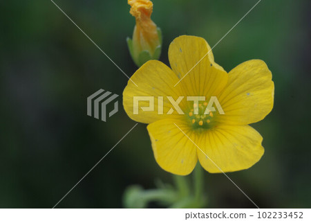 Oxalis flower 102233452