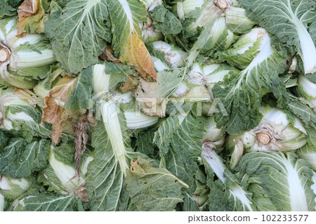 大量大白菜堆積起來作為泡菜的原料(韓國) 大量大白菜堆積起來作為泡菜的原料(韓國) 102233577