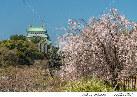 四月從名城公園看到的名古屋城 102233894