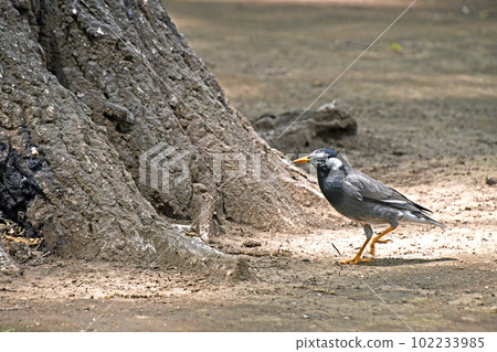 八哥（Mukudori）在繁殖季節從春季到夏季的溫暖季節忙碌 102233985