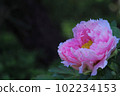 Button 102234153