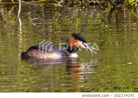 Great Crested Grebe, Podiceps cristatus has caught a fish. Great Crested Grebe, Podiceps cristatus has caught a fish. 102234191