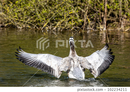The bar-headed goose, Anser indicus seen in English Garden in Munich The bar-headed goose, Anser indicus seen in English Garden in Munich 102234211