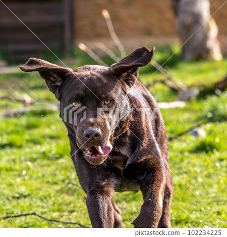 Labrador retriever, Canis lupus familiaris on a grass field. Healthy chocolate brown labrador retriever Labrador retriever, Canis lupus familiaris on a grass field. Healthy chocolate brown labrador retriever 102234225