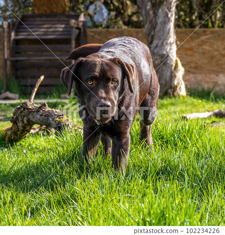 Labrador retriever, Canis lupus familiaris on a grass field. Healthy chocolate brown labrador retriever Labrador retriever, Canis lupus familiaris on a grass field. Healthy chocolate brown labrador retriever 102234226