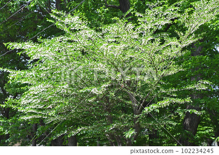 Styrax flower　 102234245