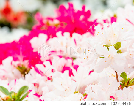Beautiful scenery of colorful azaleas in spring Beautiful scenery of colorful azaleas in spring 102234456