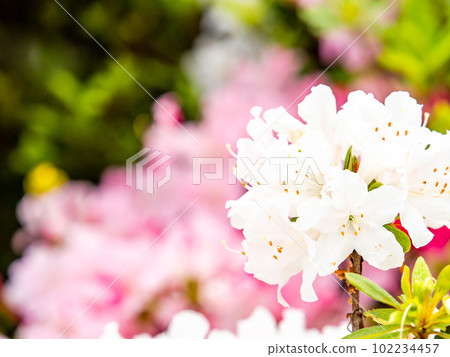 Beautiful scenery of colorful azaleas in spring Beautiful scenery of colorful azaleas in spring 102234457