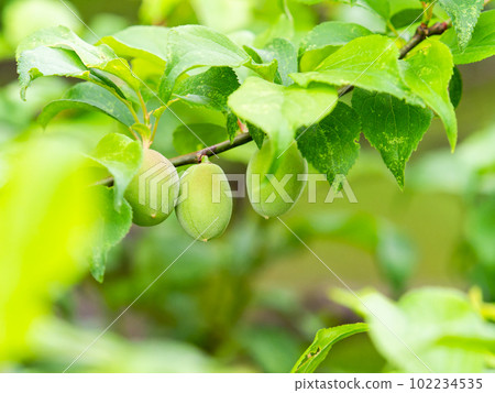 春景李子初熟 102234535