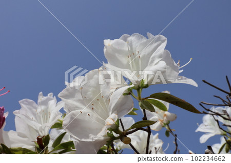 White azalea in full bloom 02 White azalea in full bloom 02 102234662