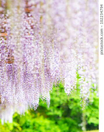 Spring Ranman Gorgeous wisteria flowers in full bloom 102234794