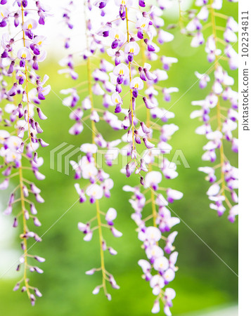 春天蘭曼紫藤花盛開 春天蘭曼紫藤花盛開 102234811