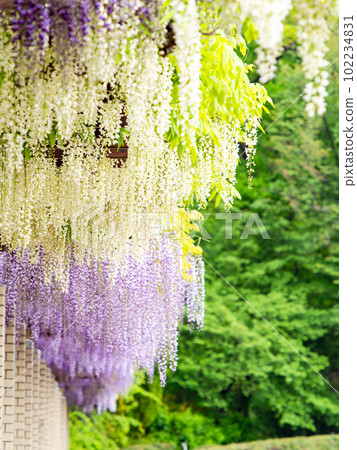 春天蘭曼紫藤花盛開 102234831