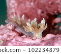 Yamato-toed sea slug 102234879
