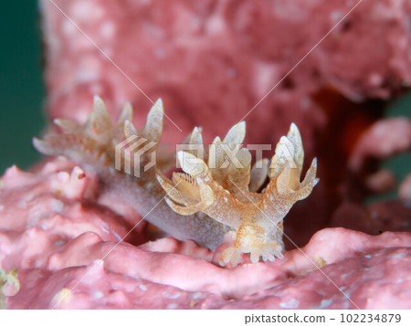 Yamato-toed sea slug Yamato-toed sea slug 102234879