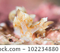 Yamato-toed sea slug 102234880