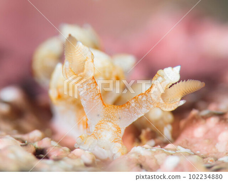 Yamato-toed sea slug Yamato-toed sea slug 102234880
