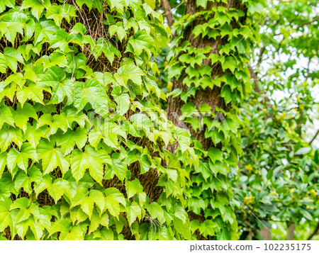 清爽的春天風景 新鮮的綠色常春藤與大樹交織在一起 102235175