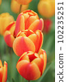 Beautiful photo of tulip. Parrot tulips. Tulipa Bright Parrot 102235251