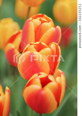 Beautiful photo of tulip. Parrot tulips. Tulipa Bright Parrot Beautiful photo of tulip. Parrot tulips. Tulipa Bright Parrot 102235251