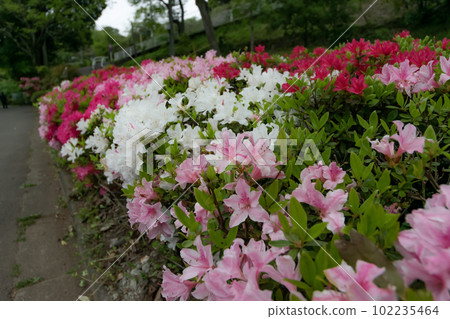 Azalea in April 102235464