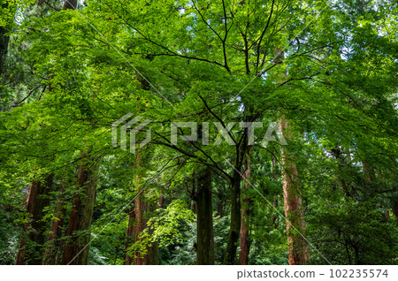 Daiyuzan Saijoji Temple Trees 102235574