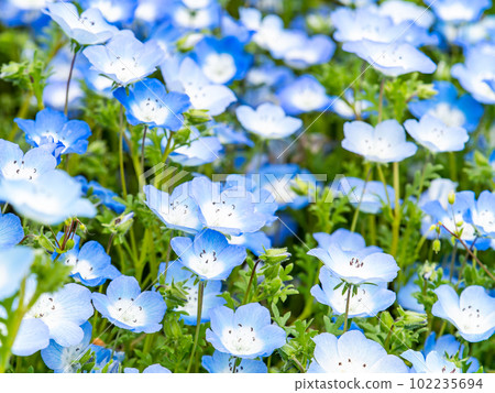 Refreshing spring scenery Blue nemophila carpet 102235694