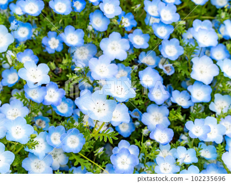 清爽的春景 藍色的nemophila地毯 102235696