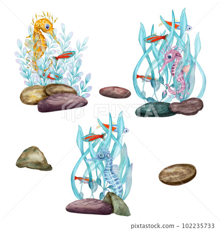 Set of watercolor illustration with marine fauna isolated on white background. Seahorse, seafish, stone, corals, seaweed, plants, water, sea, ocean. Print, design, poster, fabric, decoration, pattern 102235733