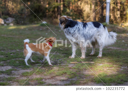 Small dog barking on big, behaviour situation Small dog barking on big, behaviour situation 102235772