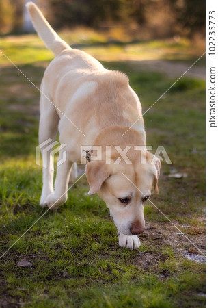 Biege Labrador dog sniffing in the park Biege Labrador dog sniffing in the park 102235773