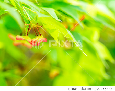 春天新鮮美麗的楓葉和果實 102235882