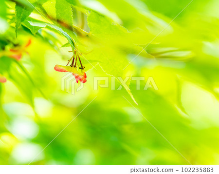 春天新鮮美麗的楓葉和果實 春天新鮮美麗的楓葉和果實 102235883