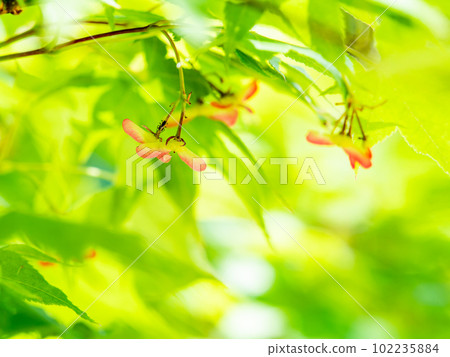 春天新鮮美麗的楓葉和果實 102235884