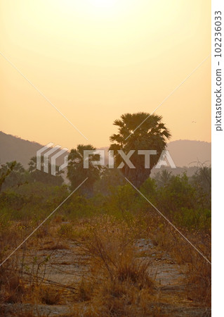 Palms tree sunset background chill asia view Palms tree sunset background chill asia view 102236033