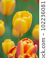 Beautiful photo of tulip. Parrot tulips. Tulipa Bright Parrot 102236081