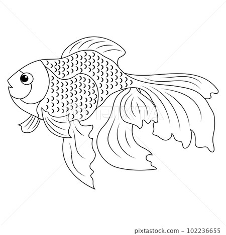 Contour of fish for coloring. Veil linear illustration. Black and white image of an aquarium goldfish Contour of fish for coloring. Veil linear illustration. Black and white image of an aquarium goldfish 102236655