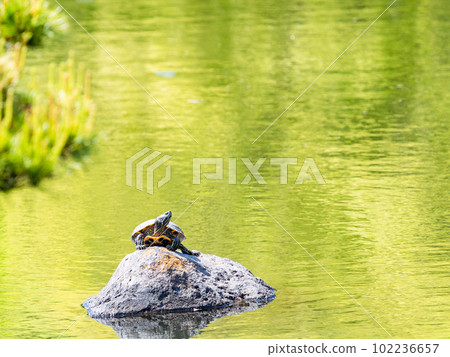 Idyllic spring scenery Green turtle shell dried 102236657