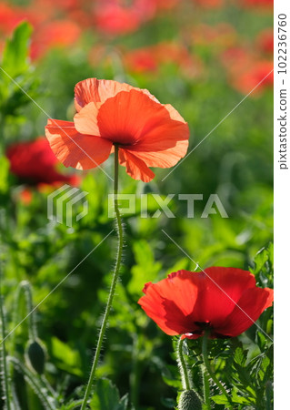 Bright poppy field blooming in early summer 102236760