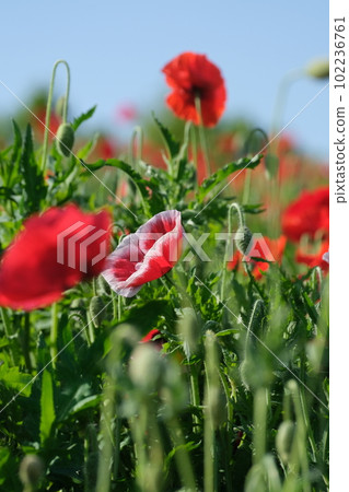 Bright poppy field blooming in early summer 102236761