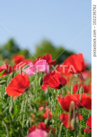 Bright poppy field blooming in early summer 102236762