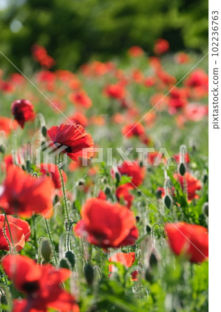 Bright poppy field blooming in early summer 102236763