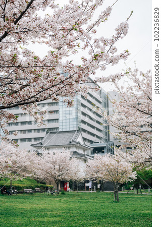 Sunpu Castle Park with cherry blossoms in Shizuoka, Japan Sunpu Castle Park with cherry blossoms in Shizuoka, Japan 102236829