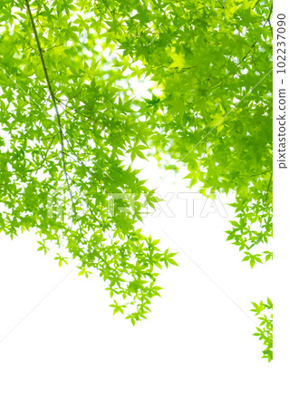 Blue maple/early summer image 102237090