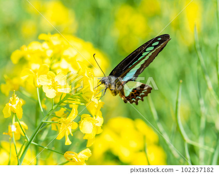 Haru Urara: Blue-bellied swallowtail butterflies that come to suck nectar from the rape blossoms in full bloom 102237182